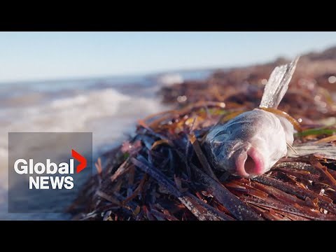 'Natural disaster': Toxic algae bloom off South Australia kills over 400 marine species