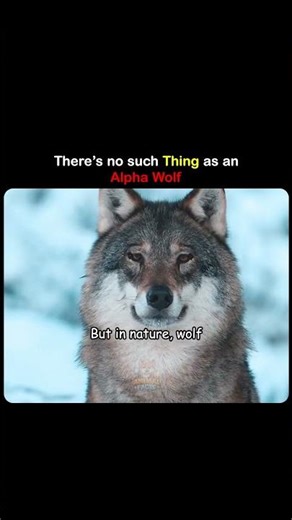 Alpha Wolves Don't Exist