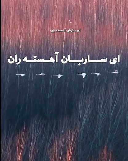استاد علیرضا افتخاری : ای ساربان...#موسیقی_سنتی #ساربان#علیرضا_افتخاری#شهرام_ناظری#موسیقی_اصیل