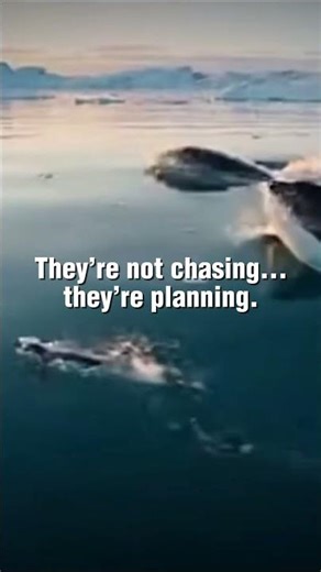 Why 3 Orcas Let the Penguin Run