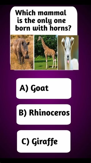 Mammal Born with Horn #quiz #trending #shorts#viral .