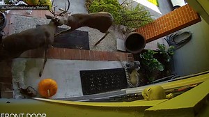 Home invasion? Nope, this roughed-up Northern California porch was the scene of a deer battle