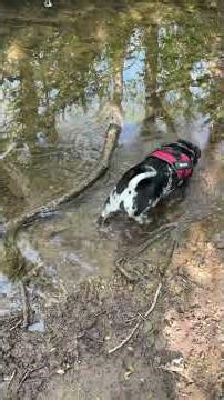 Puggerton Paddles #rescuepugs #puglife #pug
