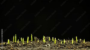 Corn plant growing timelapse. Grain seeds growing from the ground in soil. New life and agriculture. Time lapse corn plant like new life. B roll time lapse. Stock Video