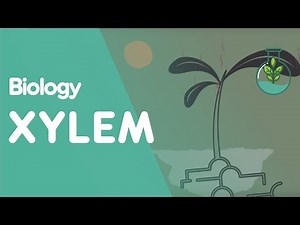 Plant Biology