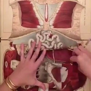 Apprendre l'anatomie du corps humain en disséquant votre livre. www.sante.orthodz.com | Orthopédie & Traumatologie