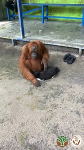 Acuy, grandmother twice over, has now befriended the camp cat! Acuy does not usually spend time at the camps, but since Logos on the soft-release programme has recently moved here, he has been gathering a lot of interest from the resident orangutans of the reserve. #orangutan #orangutanandcat #funnyanimal #conservation #orangutan_foundation | Orangutan Foundation