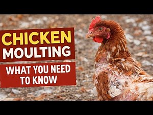 Chicken Feather Loss (Moulting Explained for Beginners)