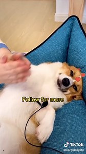 1.8M views · 40K reactions | Isn't this corgi adorable? 梁 ©corgidailylife | TikTok | Facebook