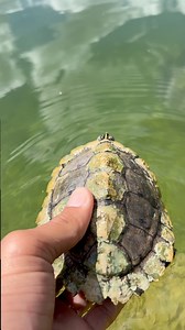 26K views · 487 reactions | Algae isn’t bad for turtle shells but cleaning some of it off won’t hurt it either! | Spidey24 | Facebook
