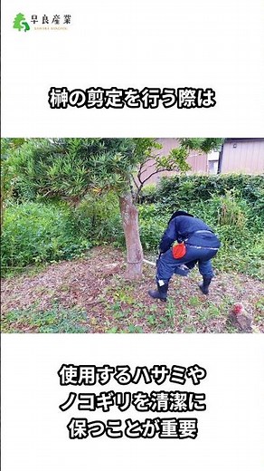 When to Prune Sakaki? A Guide to Care and Pruning Techniques