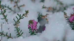 Pink heather flowers peeking through a blanket of fresh snow, with a shallow depth of field