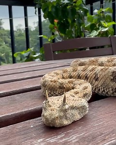 66K views · 965 reactions | Horned snake slithering its way across the table!  | Animal Lovers | Facebook