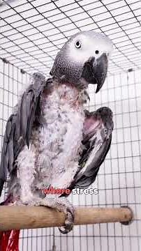 African grey parrots belong in the wild, not in cages 🦜