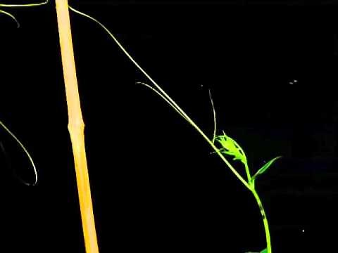 Time-lapse of cucumber tendril coiling
