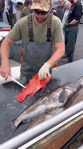 The Reef Robber on Instagram: "No waste filleting is what this guy does! #fillet #fish #saltwater #pacificocean #filleting #fast #speed #cut #vermillion #rockfish #oregon #pacific #ocean #water #meat"