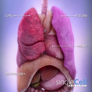 Tak pracuje ludzki układ oddechowy. Więcej fascynujących animacji autorstwa Single Cell Animation znajdziecie na przykład na Instagramie: https://www.instagram.com/singlecellanimation/ | KopalniaWiedzy.pl