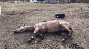 9.5M views · 87K reactions | HAY! These horses are pretty funny! | America's Funniest Home Videos | Facebook