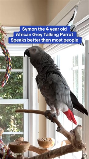 Symon the 4 year old African Grey Talking Parrot is speaking better than most people🦜💕#symontheafricangreyparrot #congoafricangrey #nonstoptalkingparrot #talkingparrot #funnyparrot | Symon African Grey Parrot