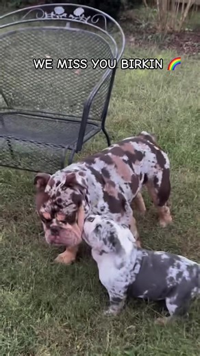 Birkin was a vibrant and courageous individual who embodied a sense of fearlessness, capturing the attention of everyone around her with her bold personality and charm. She was never hesitant to take risks, and her presence brought a refreshing energy to our lives. We miss Dutchess Birkin dearly, and her memory will forever be etched in our hearts. 🐾 #DUTCHESSBIRKIN 🌈🐾😭