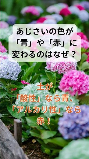 あじさいは「土の性質」で色が変わる！？🌸✨