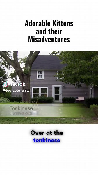 #animalplanet #animals #furbaby #babiesoftiktok #animal #foryoupage #cute #catsoftiktok #fyp #cats #kittycat #kittiens #tankinese #toocute #cutebaby #kittycat #socute #socutebaby #babylove #baby #catlover