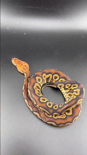 Stranger Things 💯 #foryou #snakeenthusiast #ballpythonmorph #reptilekingdom #animallovers
