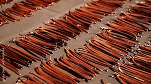 Vanilla Planifolia pods ,Bourbon Vanilla Dark brown black ,(vanilla bean, pod) in the curing ferments process for grading vanilla flavor.