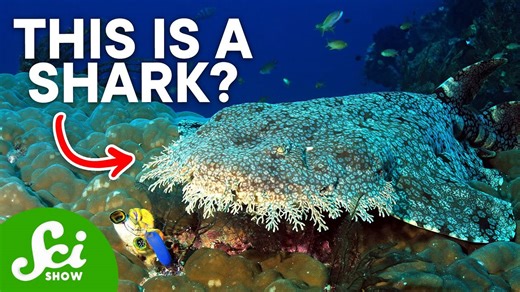 7 of the strangest sharks on Earth