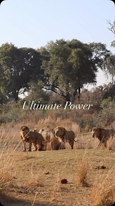 How MANY Male Lions??? Coalitions it is at least for me the most impressive sighting you can have on a safari. You know me I love male lions but when they are in a group and on the move it’s like the whole bush takes notice and something is about to happen. It just takes that game drive excitement to an absolute next level and on Safari it becomes a memory that lasts. #wildlifesafari #wildestafrica #africansafari #safari #wildlifephotographer #africanwildlife #safariexperience #wildlifeofafrica 