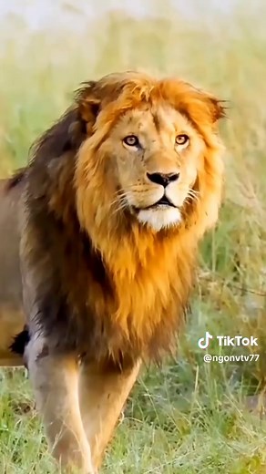 Video ngắn hài hước về động vật dễ thương
