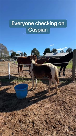 Doing great the morning after his geld. Prince Caspian 10-Months Old. #geld #gelding #foal #pony