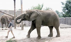 What is the Cost to Start a Dog Day Care Business?