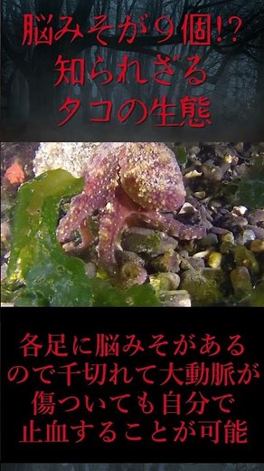 【ゆっくり解説】脳みそが9個ある？知られざるタコの生態