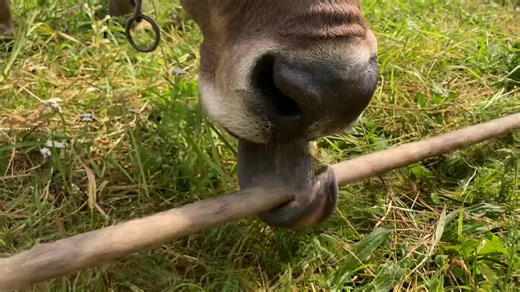 Watch Veronika the brown cow pick up a rake to scratch herself—a scientific first