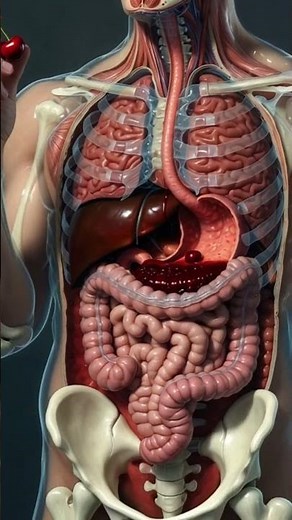 Inside the HumanBody-Sciencein Motion #humanbody #anatomy #3danimation #sciencetok #aiart