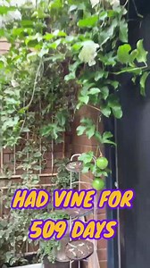 Passion Fruit update. I have been carding for this vine for 18 months. To my shock a few weeks ago it flowered and two passion fruits appeared. I’m so excited to eat them. It’s the first fruit I’ve ever grown. I have identified the type of passion fruit they are thanks to Elly Awesome’s little hack! I now know what to be looking out for. | Christian Hull