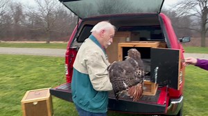 1.4K views · 78 reactions | Tom Ricardi of the Bird of Prey Rehabilitation Center in Conway releases a hawk and an eagle he nursed back to health recently. More pictures here: https://www.recorder.com/PHOTOS-Returning-to-the-skies-49015264 | The Greenfield Recorder | Facebook
