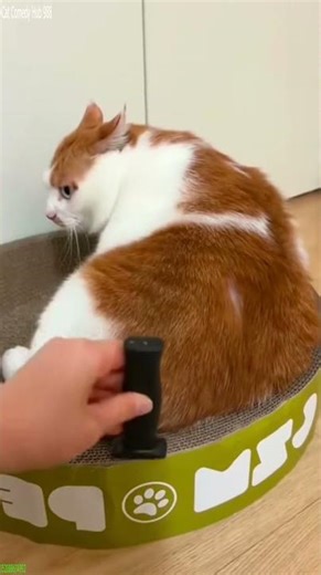 Funny Cats 2024 🐱 Kitten meowing 🐱 # Part 1942