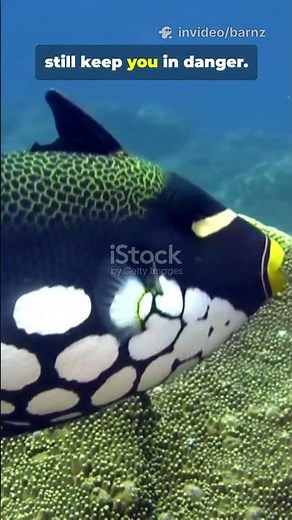 This ‘Cute’ Fish Will Attack 5 Clown Trigger Fish Facts! #seacreatures #marinemystery #didyouknow