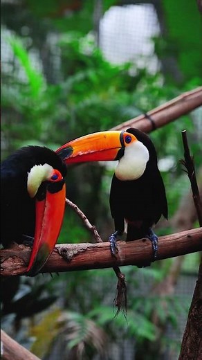 Por Que Esse Bico do Tucano é Tão Grande Mesmo? #tucano #animais #aves