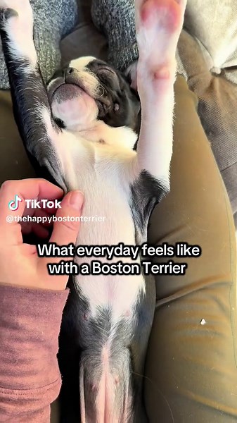 Boston Terriers: Your Daily Dose of Happiness