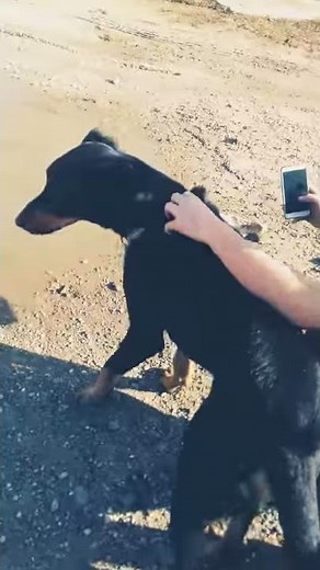 L'amour entre chien et humain partie 1