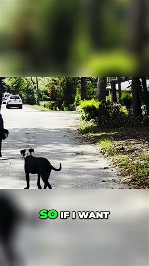 Obedience Training: Mastering the 'Come' Command with Your Dog #shorts