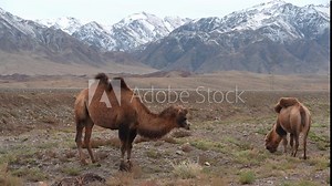 Bactrian camel grazing , also known as the Mongolian camel, domestic Bactrian camel or two-humped camel