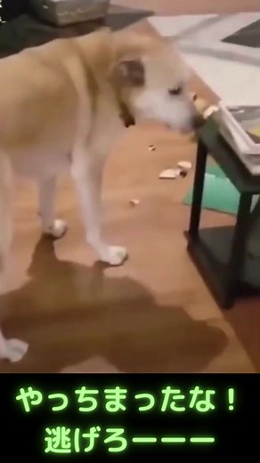 やっちまった犬さんｗｗ #おもしろ犬
