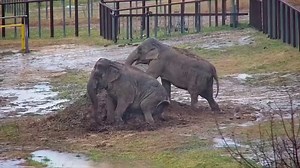 Winter typically brings plenty of rain to Tennessee, transforming The Elephant Sanctuary into a haven of mud piles and puddles. The resident elephants waste no time seizing the opportunity for some muddy fun! Minnie and Ronnie, known for their playful nature, eagerly made their way to the mud-filled areas close to their barn. With a combination of splashes, trumpets, and enthusiastic flapping of their ears, they took turns throwing mud about, engaging in playful interactions that highlighted the