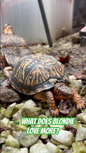 What Does Blondie the Eastern Box Turtle Love More? 🫐🐛
