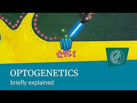 Optogenetics | briefly explained |Turning nerve cells on and off using pulses of light