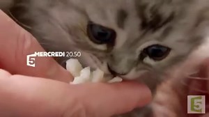 Une vie de chaton - Documentaire (2016) : diffusions TV, streaming, replay